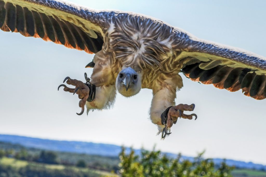 vulture collection agencies