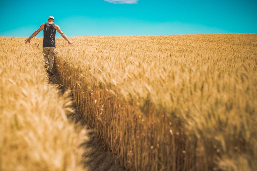 wheat man 1866559 1920
